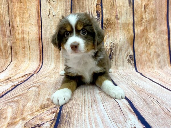 Miniature Australian Shepherd DOG Male Red Tri 14184 Petland Chillicothe, Ohio