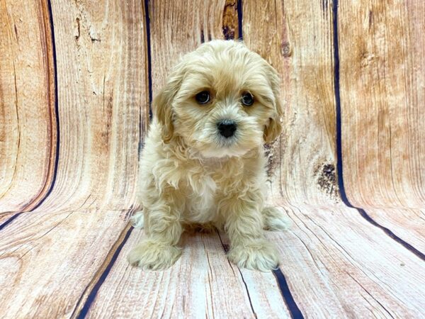 Shih Poo DOG Male Red & White 14183 Petland Chillicothe, Ohio