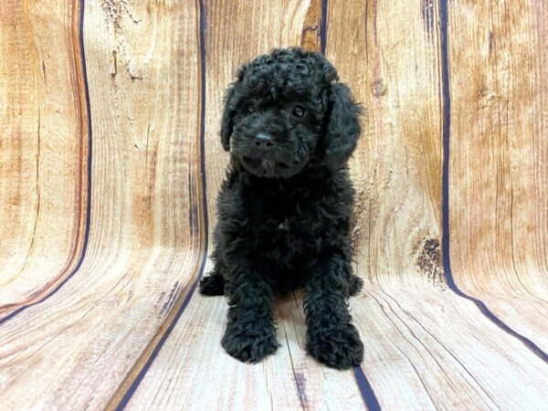 Miniature Poodle-DOG-Male-Black-14182-Petland Chillicothe, Ohio