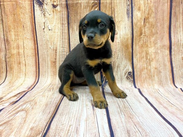 Rottweiler DOG Female Black & Tan 14175 Petland Chillicothe, Ohio