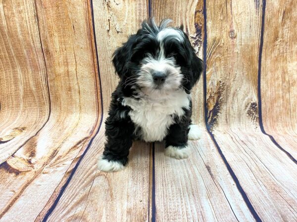 Mini Bernadoodle DOG Female Black & White 14176 Petland Chillicothe, Ohio