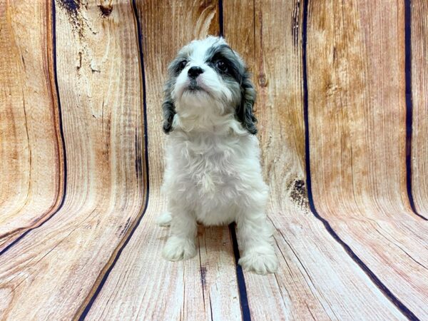 Cava Poo-DOG-Female-Blue Merle-14178-Petland Chillicothe, Ohio