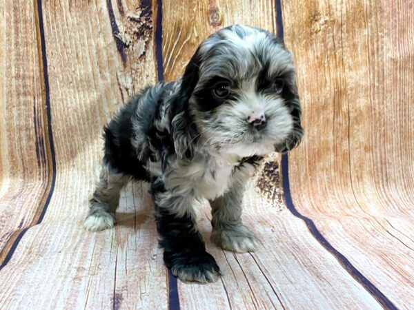 Cockapoo-DOG-Female-Blue Merle-14179-Petland Chillicothe, Ohio