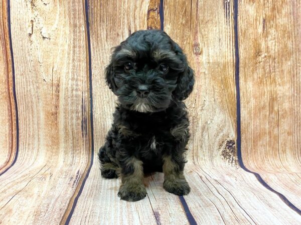 Cava Poo DOG Female Black & Tan 14181 Petland Chillicothe, Ohio