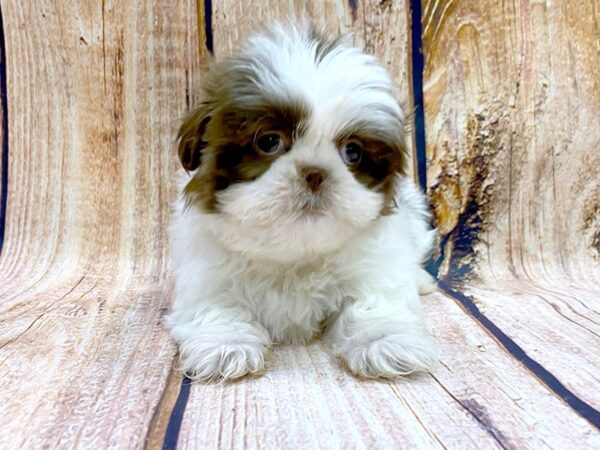 Shih Tzu DOG Male Chocolate & White 14180 Petland Chillicothe, Ohio