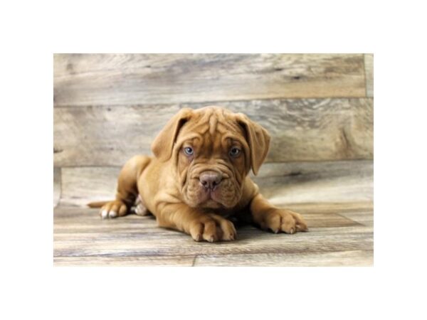 Dogue De Bordeaux-DOG-Male-Red-14206-Petland Chillicothe, Ohio