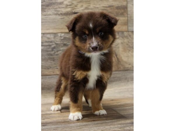 Miniature Australian Shepherd DOG Male Red 14207 Petland Chillicothe, Ohio