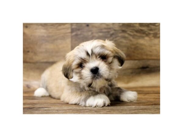 Lhasa apso breeder sales oh
