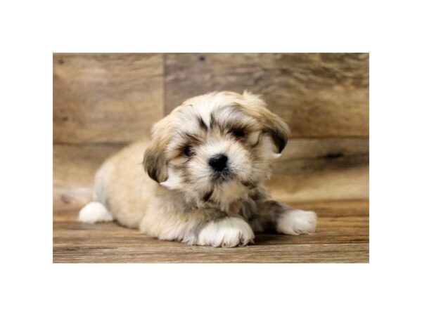 Lhasa Apso-DOG-Male-Golden-14204-Petland Chillicothe, Ohio