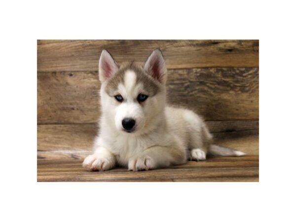 Siberian Husky DOG Female Agouti / White 14205 Petland Chillicothe, Ohio