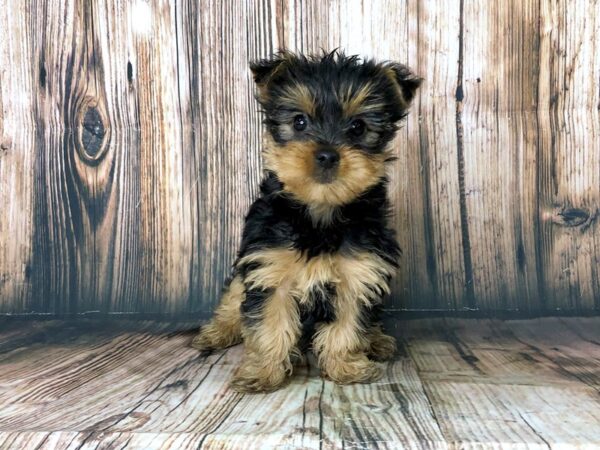 Yorkshire Terrier DOG Female Black & Tan 14226 Petland Chillicothe, Ohio