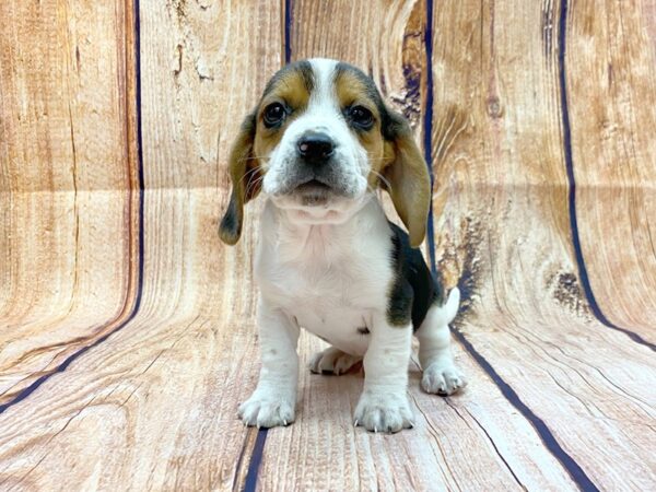 Beagle DOG Male Tri 14210 Petland Chillicothe, Ohio