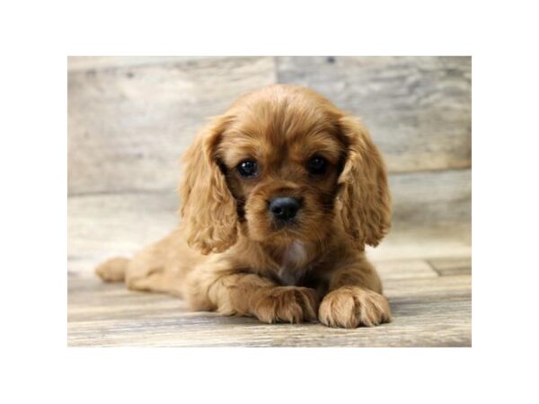 Cavalier King Charles Spaniel DOG Female Ruby 14215 Petland Chillicothe, Ohio