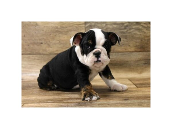 English Bulldog DOG Female Black Tan / White 14214 Petland Chillicothe, Ohio