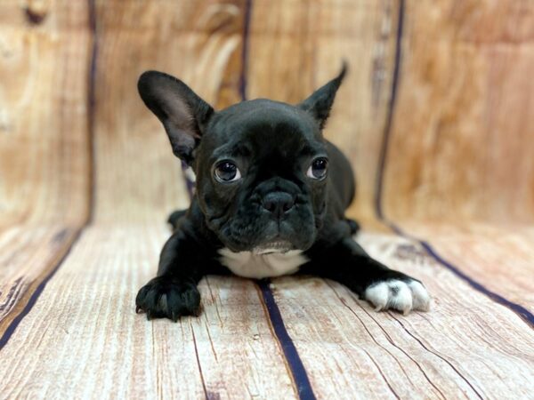 French Bulldog DOG Male Brindle 14220 Petland Chillicothe, Ohio