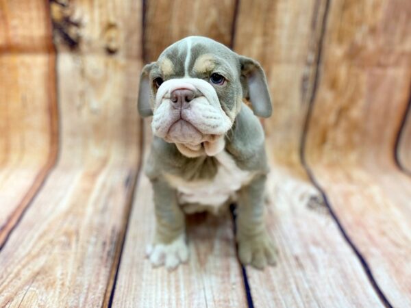 English Bulldog DOG Female Lilac Tri 14219 Petland Chillicothe, Ohio