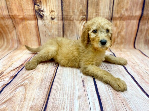 2nd Generation Standard Goldendoodle DOG Female Golden 14217 Petland Chillicothe, Ohio