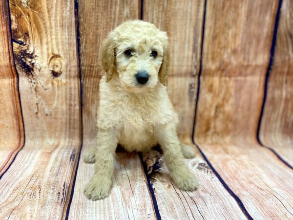 2nd Generation Standard Goldendoodle DOG Female Golden 14216 Petland Chillicothe, Ohio