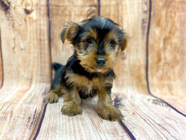 Yorkshire Terrier DOG Male Black & Tan 14225 Petland Chillicothe, Ohio