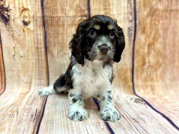 Cocker Spaniel DOG Male Chocolate Merle 14224 Petland Chillicothe, Ohio