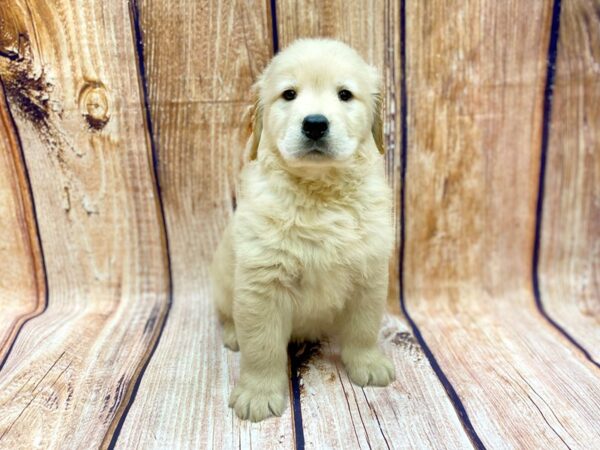 Golden Retriever DOG Male Golden 14223 Petland Chillicothe, Ohio
