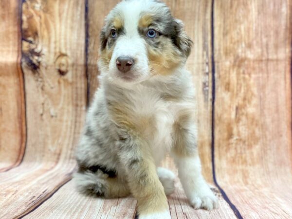 Standard Australian Shepherd DOG Male Red Merle 14222 Petland Chillicothe, Ohio
