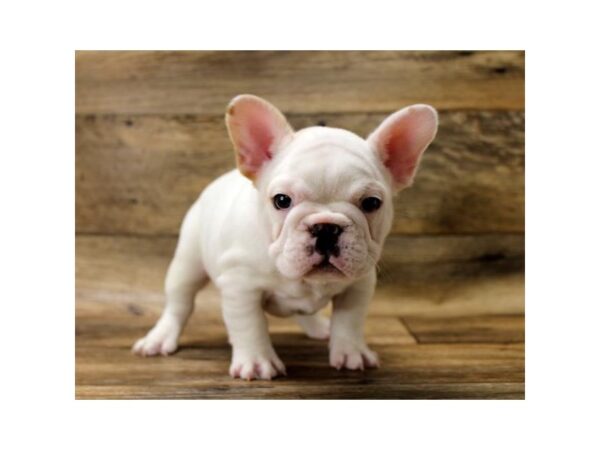 French Bulldog DOG Male Cream 14228 Petland Chillicothe, Ohio