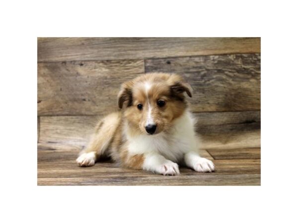 Shetland Sheepdog DOG Female Sable Merle 14230 Petland Chillicothe, Ohio