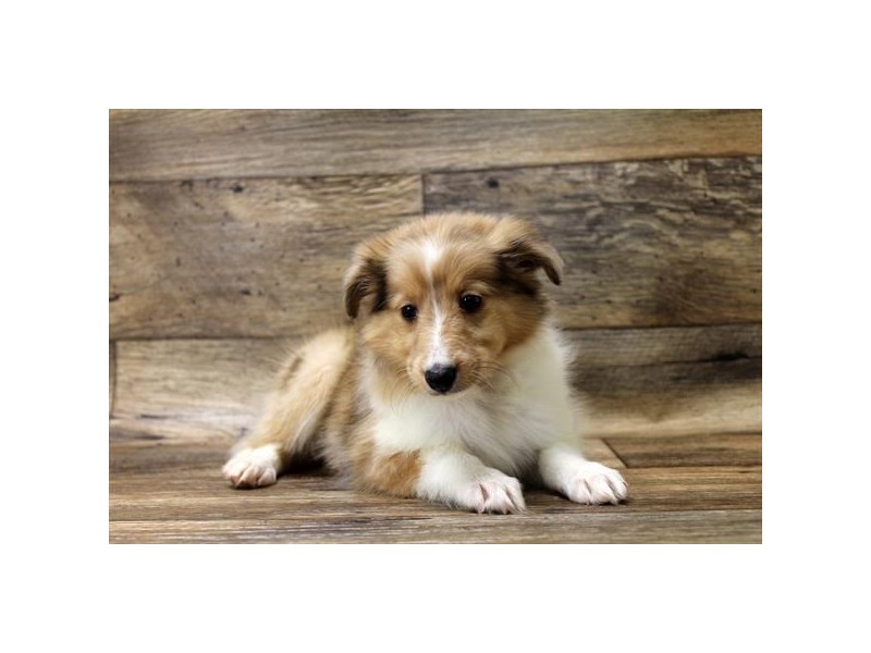 Sable sales merle sheltie