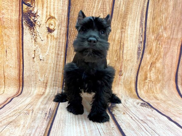Miniature Schnauzer DOG Male BLK 14231 Petland Chillicothe, Ohio