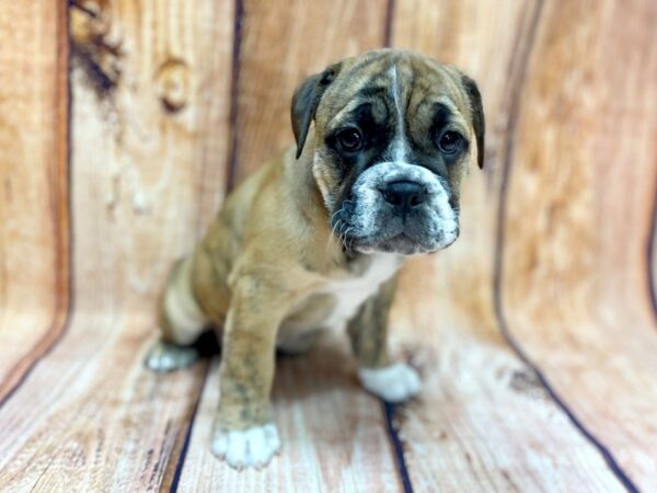 Victorian Bulldog-DOG-Female-Brindle-14251-Petland Chillicothe, Ohio