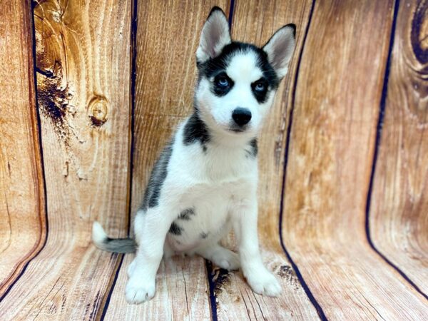 Siberian Husky DOG Female Black / White 14248 Petland Chillicothe, Ohio