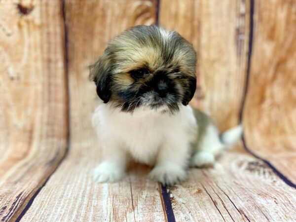 Shih Tzu DOG Female Red / White 14247 Petland Chillicothe, Ohio