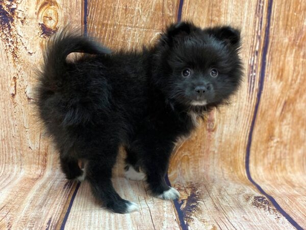 Pomeranian DOG Male Black 14246 Petland Chillicothe, Ohio