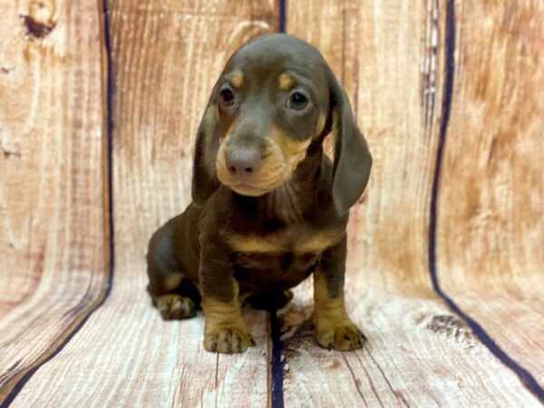 Dachshund DOG Male Chocolate / Tan 14245 Petland Chillicothe, Ohio