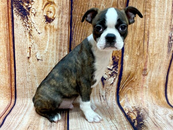 Boston Terrier DOG Male Black Brindle / White 14244 Petland Chillicothe, Ohio