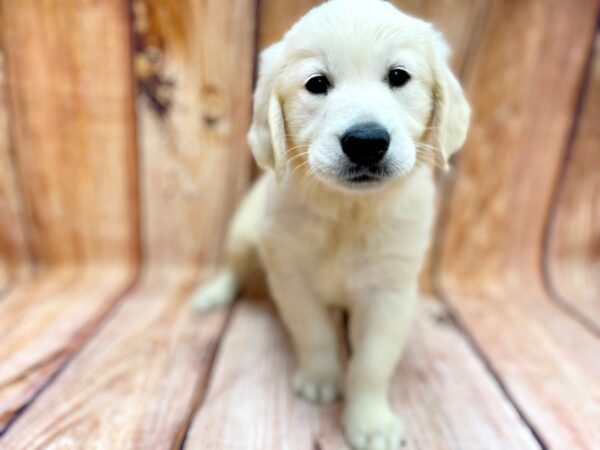 Golden Retriever DOG Male LIGHT GOLDEN 14242 Petland Chillicothe, Ohio