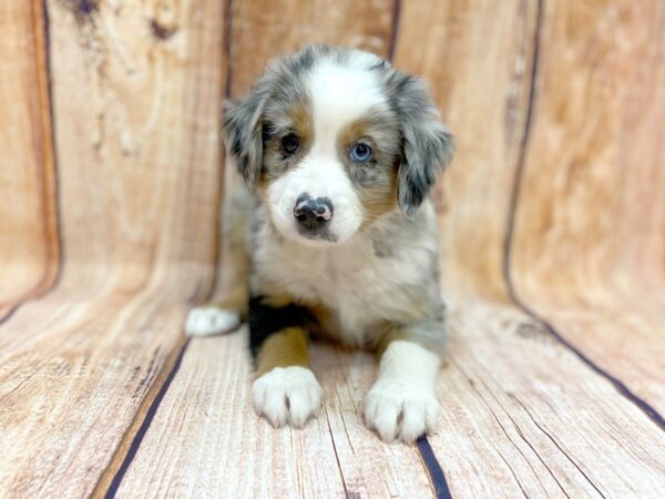 Mini Aussie DOG Male BLUE MERLE 14237 Petland Chillicothe, Ohio