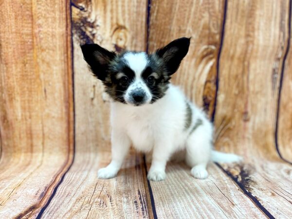 Papillon DOG Male SABLE WHITE 14236 Petland Chillicothe, Ohio