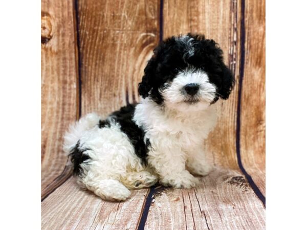 Bichon Poo-DOG-Male-BLK WHITE-14234-Petland Chillicothe, Ohio