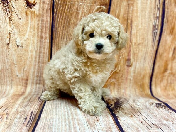 Cava Poo-DOG-Male-RED-14233-Petland Chillicothe, Ohio