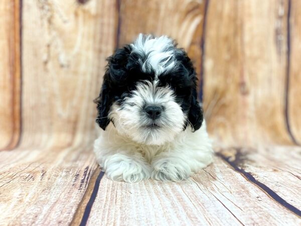 Yorkie Chon DOG Male BLK WH 14232 Petland Chillicothe, Ohio