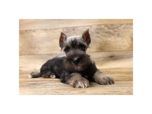 Miniature Schnauzer DOG Male Salt / Pepper 14254 Petland Chillicothe, Ohio