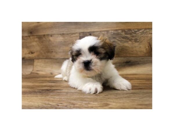 Lhasa Apso DOG Female Golden 14253 Petland Chillicothe, Ohio