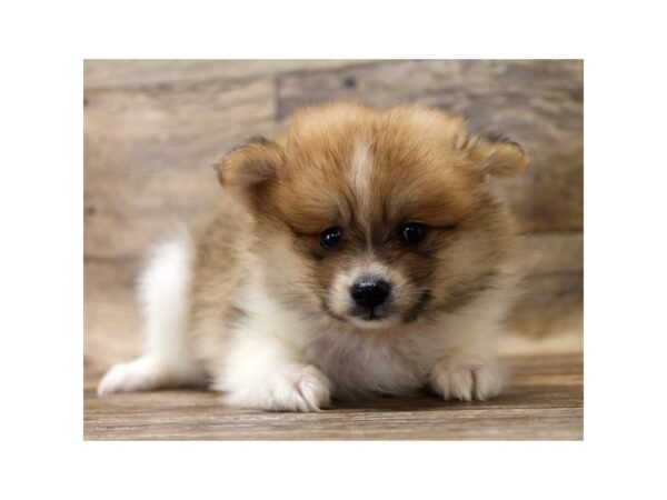 Pomeranian DOG Male Orange Sable 14255 Petland Chillicothe, Ohio