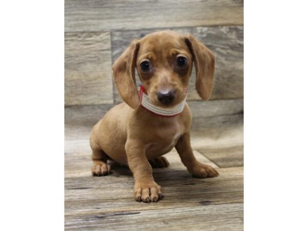 Dachshund DOG Female Red 14252 Petland Chillicothe, Ohio