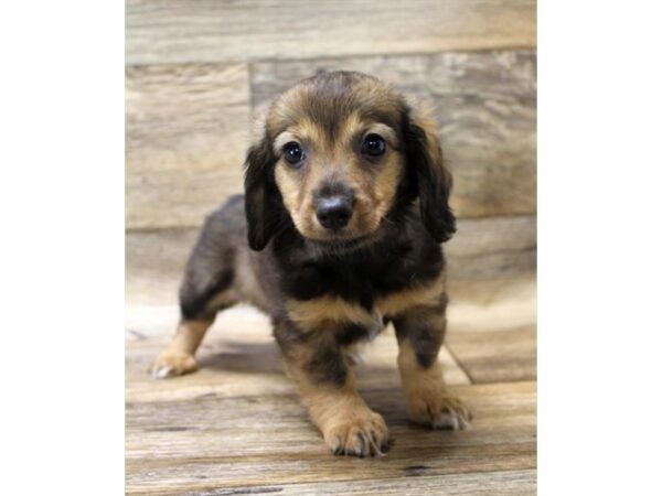 Chiweenie DOG Female Wild Boar 14256 Petland Chillicothe, Ohio