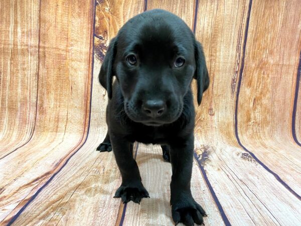 Labrador Retriever DOG Female Black 14239 Petland Chillicothe, Ohio