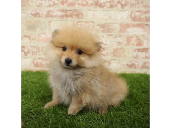 Pomeranian DOG Male Sable 14259 Petland Chillicothe, Ohio