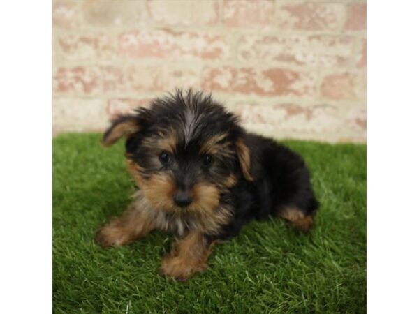 Yorkshire Terrier DOG Male Black / Tan 14262 Petland Chillicothe, Ohio